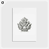 アートポストカード-Vintage coral illustration on white background - エルンスト ヘッケル Postcard.