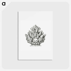アートポストカード-Vintage coral illustration on white background - エルンスト ヘッケル Postcard.