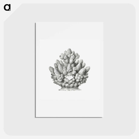 アートポストカード-Vintage coral illustration on white background - エルンスト ヘッケル Postcard.