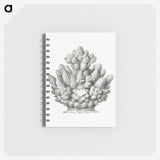 3-8_Ernst-Haeckel_memo