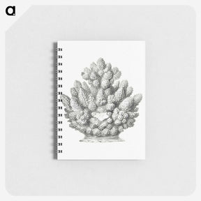 3-8_Ernst-Haeckel_memo