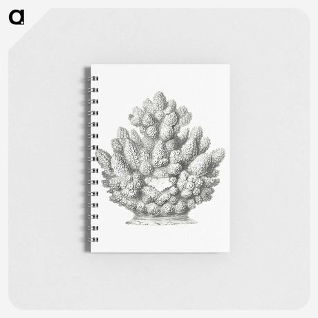 3-8_Ernst-Haeckel_memo