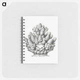 アートメモ帳-Vintage coral illustration on white background - エルンスト ヘッケル Memo.