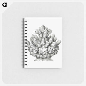 アートメモ帳-Vintage coral illustration on white background - エルンスト ヘッケル Memo.