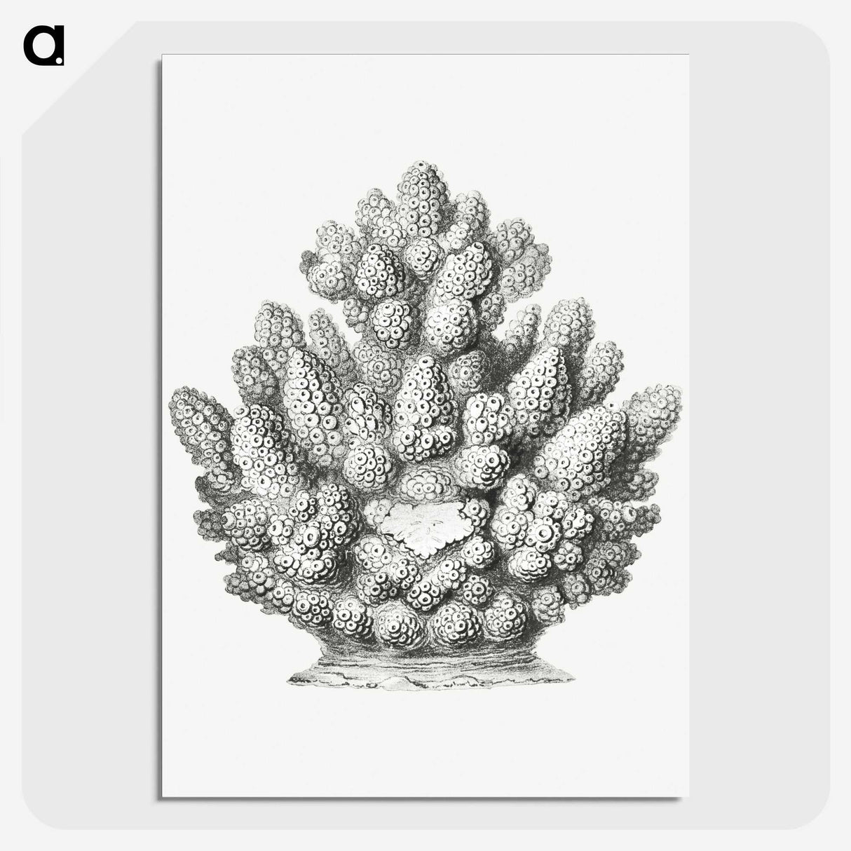 3-8_Ernst-Haeckel_picture-crop