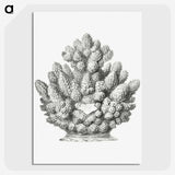3-8_Ernst-Haeckel_picture-crop
