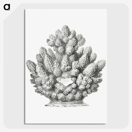 3-8_Ernst-Haeckel_picture-crop