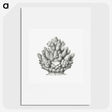 3-8_Ernst-Haeckel_picture