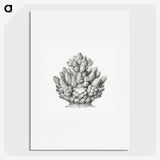 3-8_Ernst-Haeckel_picture