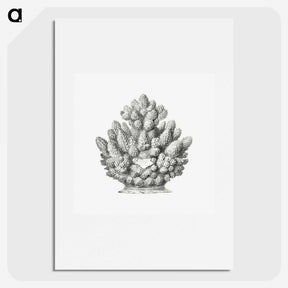 3-8_Ernst-Haeckel_picture
