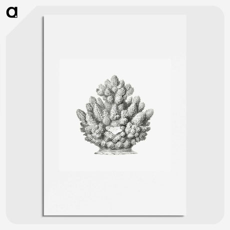 3-8_Ernst-Haeckel_picture