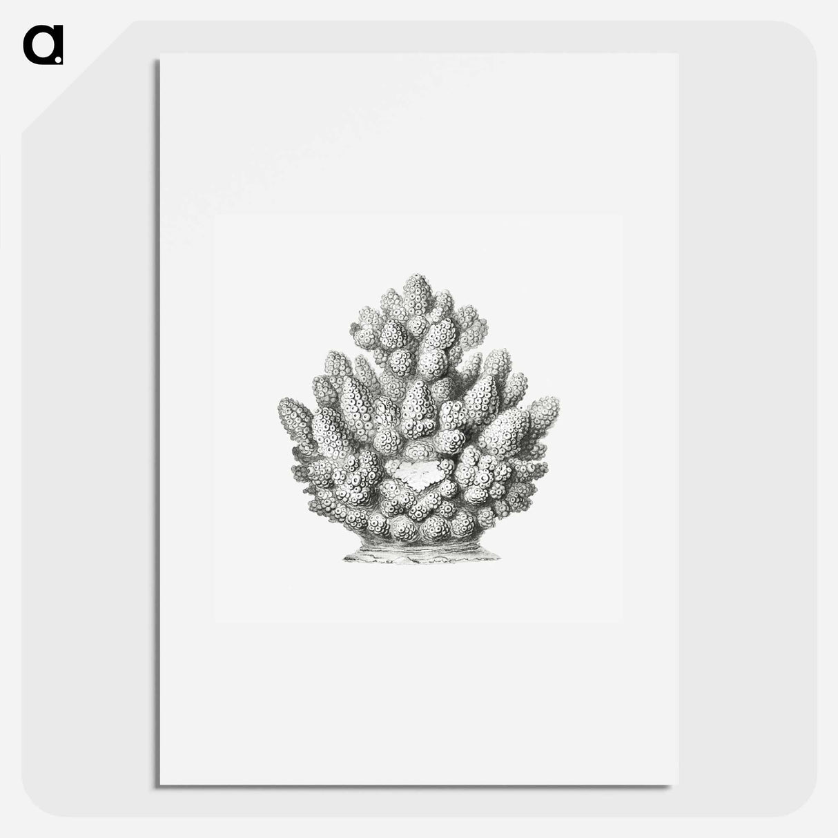 Vintage coral illustration on white background - エルンスト ヘッケル Poster.