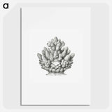 Vintage coral illustration on white background - エルンスト ヘッケル Poster.