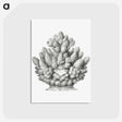 3-8_Ernst-Haeckel_postcard