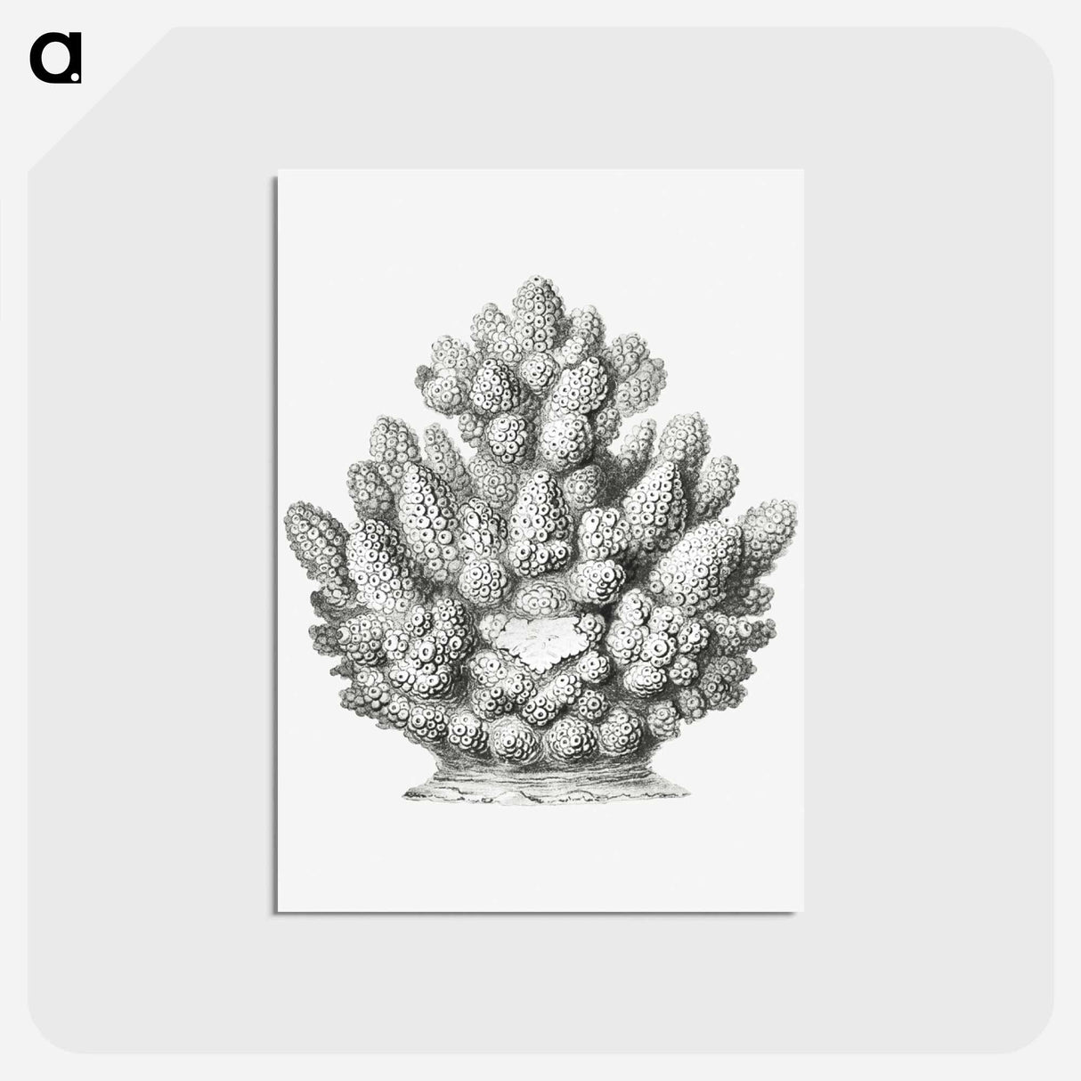 アートポストカード-Vintage coral illustration on white background - エルンスト ヘッケル Postcard.