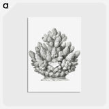 アートポストカード-Vintage coral illustration on white background - エルンスト ヘッケル Postcard.