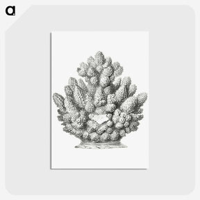 3-8_Ernst-Haeckel_postcard