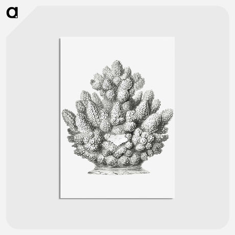 アートポストカード-Vintage coral illustration on white background - エルンスト ヘッケル Postcard.