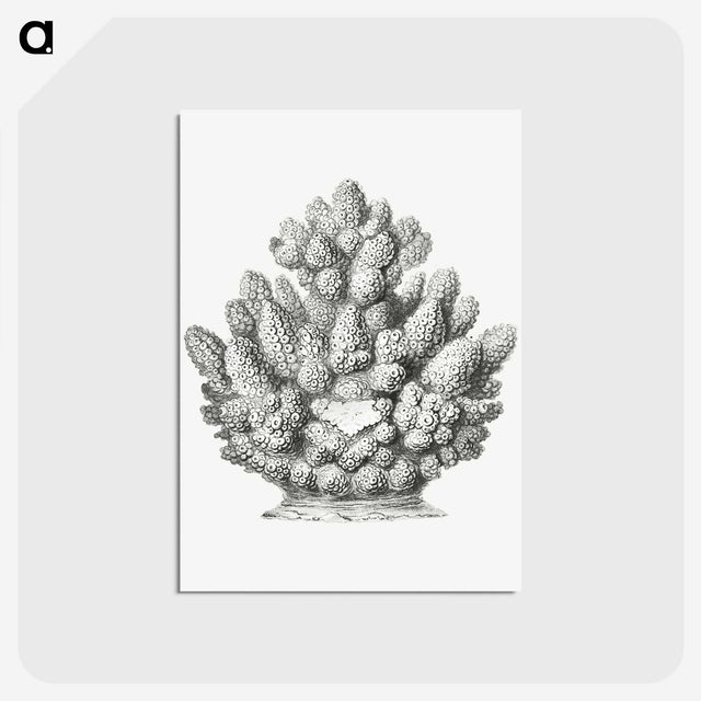 3-8_Ernst-Haeckel_postcard