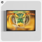 3-8_Insects-Unlocked-Project_blk-crop