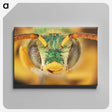 3-8_Insects-Unlocked-Project_canvas