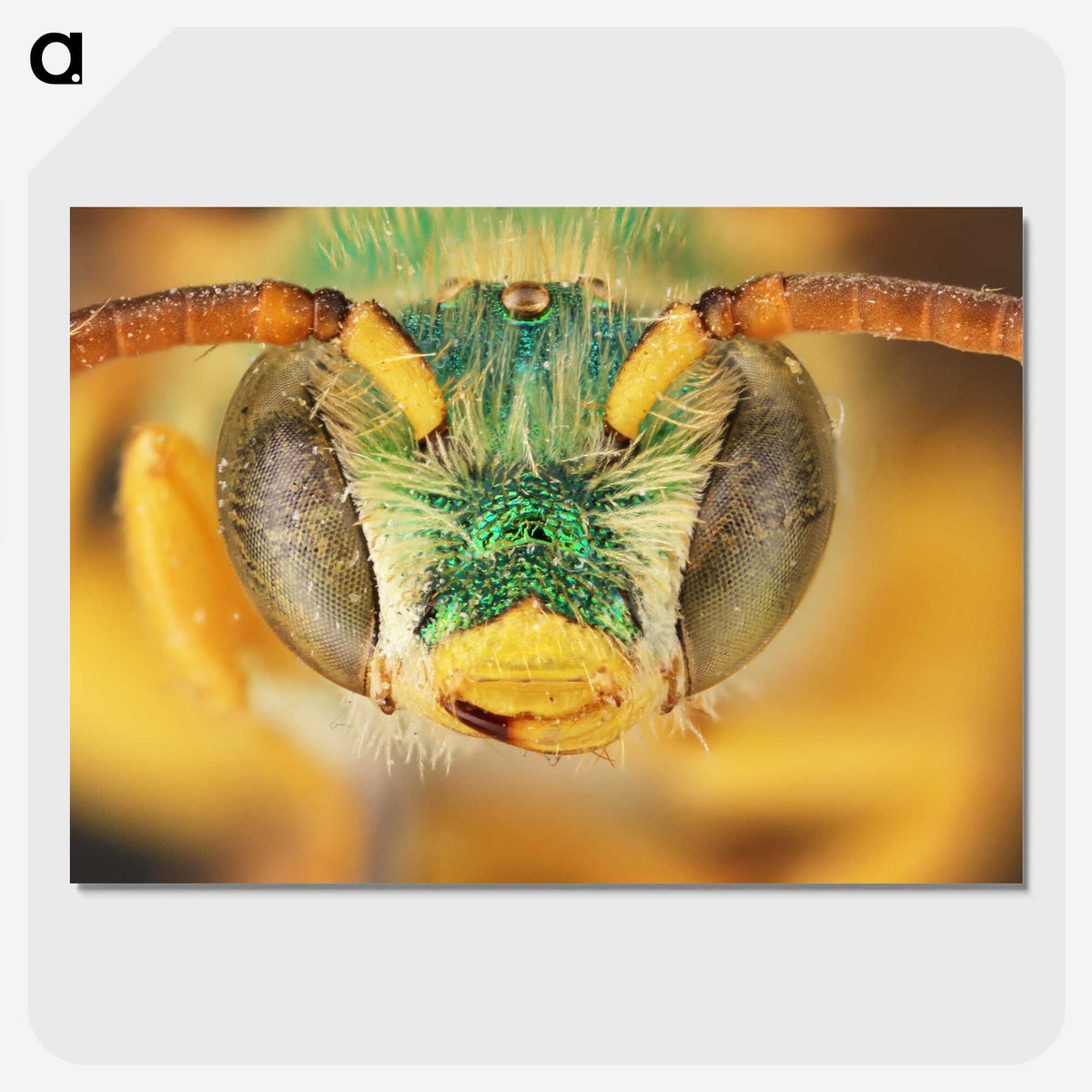 3-8_Insects-Unlocked-Project_picture-crop