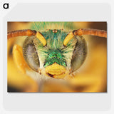 3-8_Insects-Unlocked-Project_picture-crop