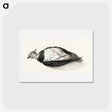 アートポストカード-Dead lapwing - ジャン ベルナール Postcard.