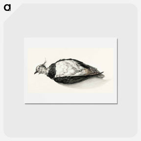 アートポストカード-Dead lapwing - ジャン ベルナール Postcard.
