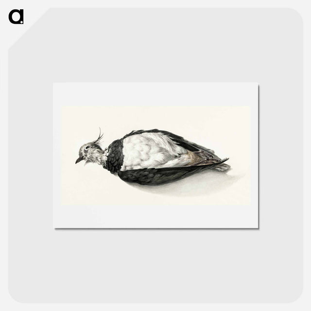 アートポストカード-Dead lapwing - ジャン ベルナール Postcard.