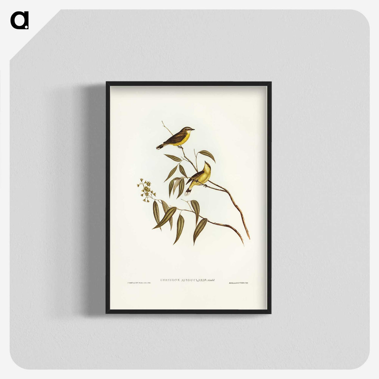 3-8_John-Gould_blk-crop
