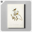 3-8_John-Gould_canvas