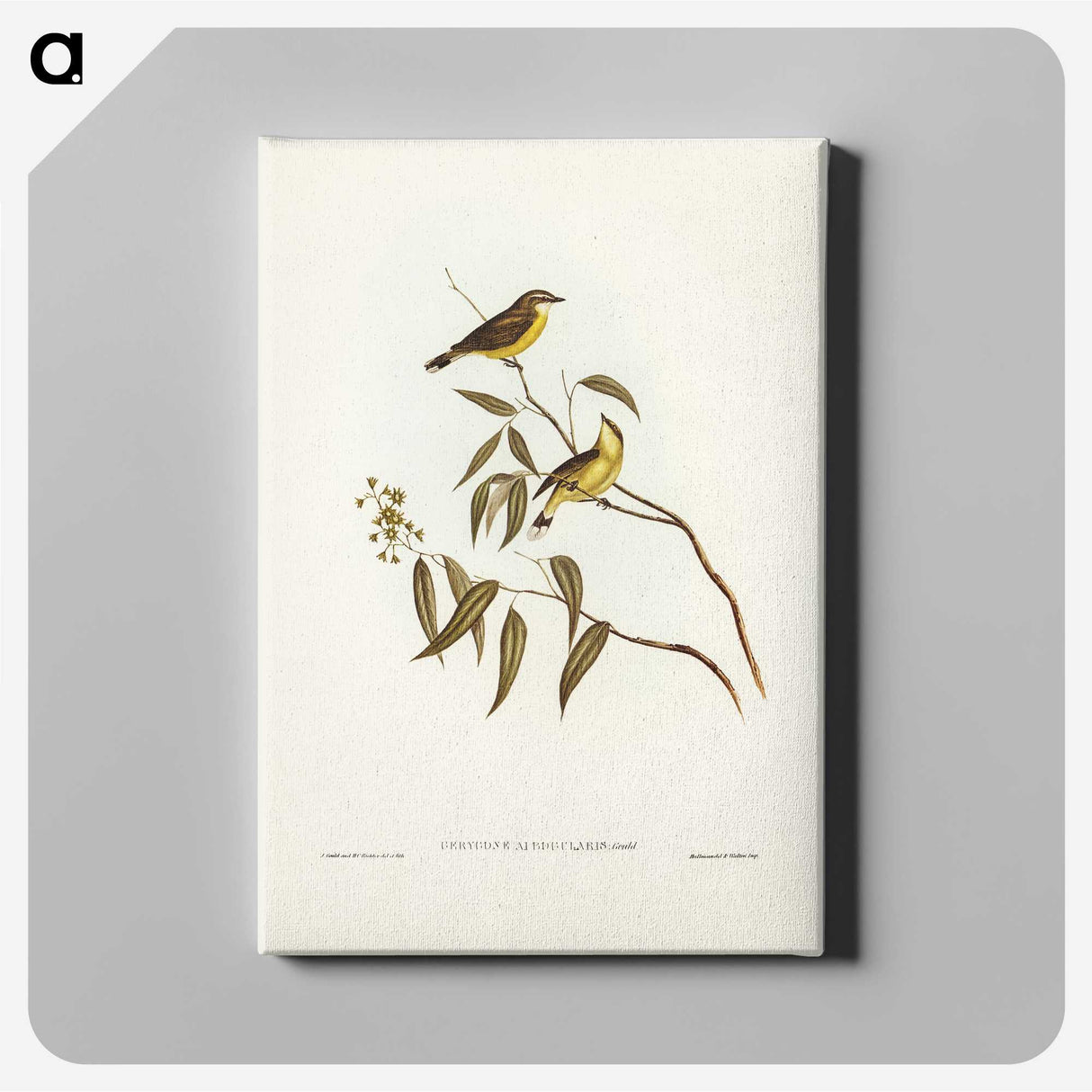 3-8_John-Gould_canvas
