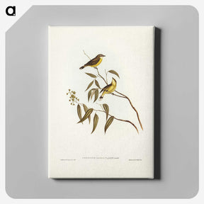 3-8_John-Gould_canvas