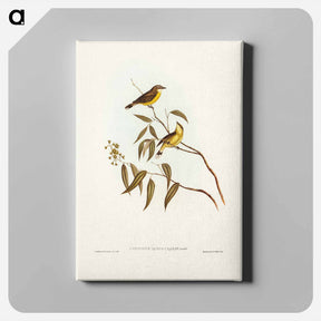 アートパネル-White-throated Gerygone
 - ジョン グールド Canvas.