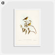 アートポストカード-White-throated Gerygone
 - ジョン グールド Postcard.