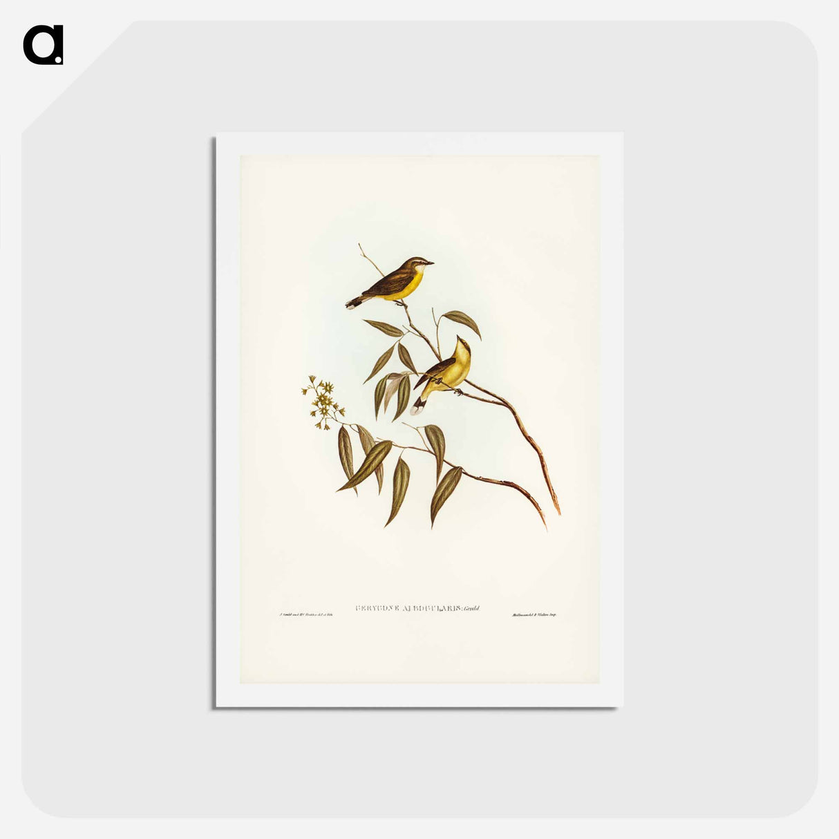 アートポストカード-White-throated Gerygone
 - ジョン グールド Postcard.