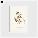 アートポストカード-White-throated Gerygone
 - ジョン グールド Postcard.