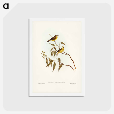 アートポストカード-White-throated Gerygone
 - ジョン グールド Postcard.