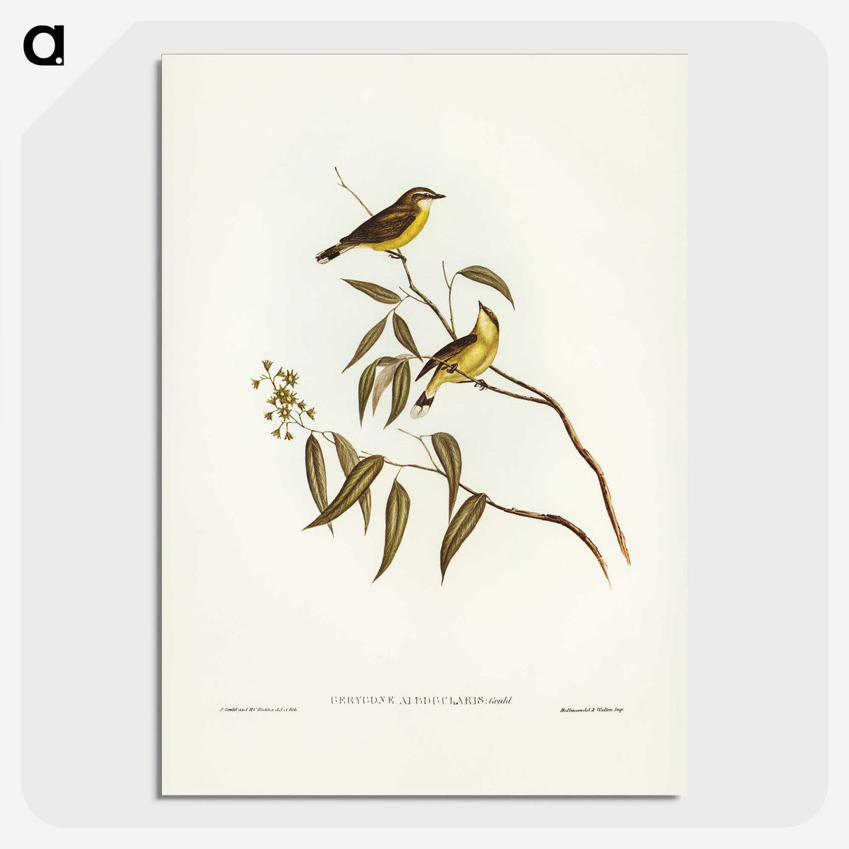 3-8_John-Gould_picture-crop
