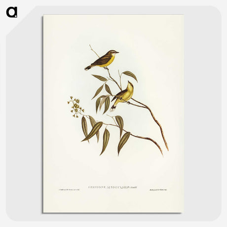 3-8_John-Gould_picture-crop