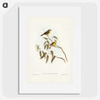 3-8_John-Gould_picture