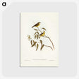 3-8_John-Gould_postcard