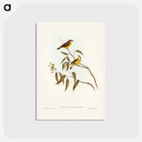 アートポストカード-White-throated Gerygone
 - ジョン グールド Postcard.
