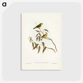 3-8_John-Gould_postcard
