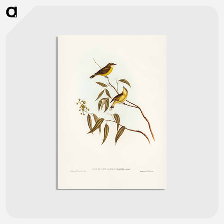 アートポストカード-White-throated Gerygone
 - ジョン グールド Postcard.