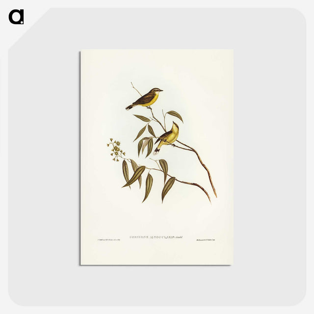 3-8_John-Gould_postcard