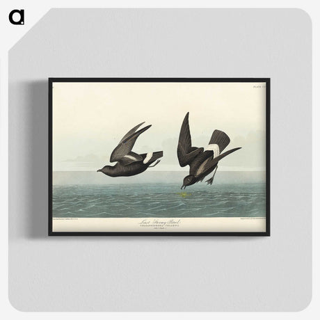 3-8_John-James-Audubon_blk-crop