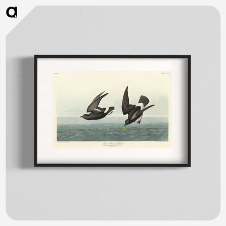 3-8_John-James-Audubon_blk