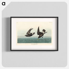 アートポスター-Least Stormy-Petrel
 - ジョン ジェームス オーデュボン Poster.